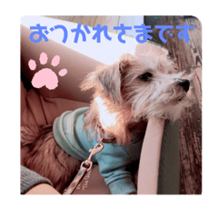 chihiro_dog