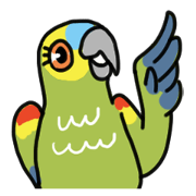 KOTA - a blue fronted amazon parrot