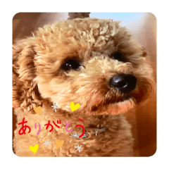 rina_20201209184317