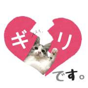 cat of cure.I give a lover it