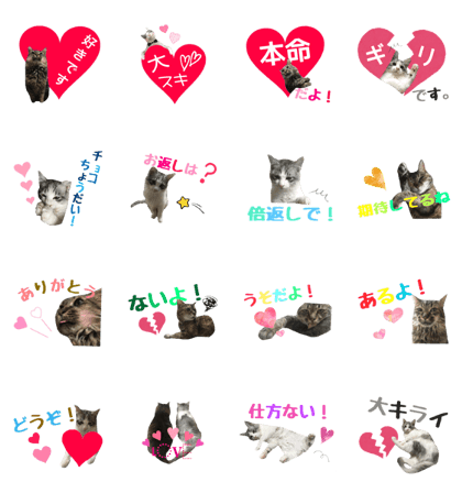 cat of cure.I give a lover it
