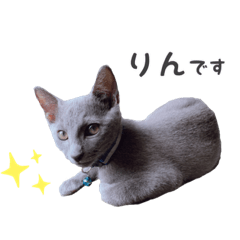 Russian Blue : RIN