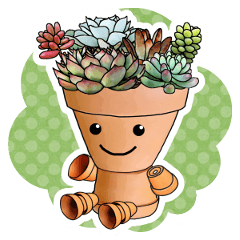 Flowerpot boy of the succulent plants