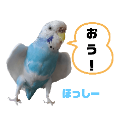 Parakeet talking (honorific)