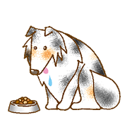 Shelties everyday 3 blue merles shelty