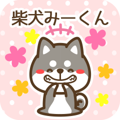 Miikun became Black Shiba