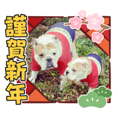 mother_Bulldogs OtomeandMaro