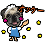 SHABU - the Pug (Japanese Version)