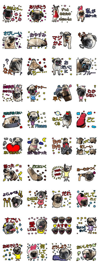 SHABU - the Pug (Japanese Version)