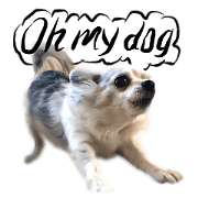 Dog Talk!!!International,Dog Photos