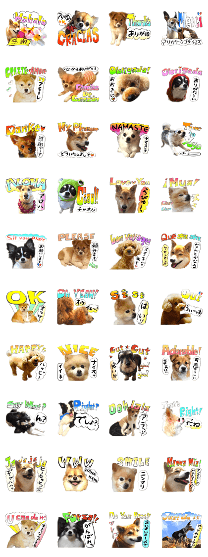 Dog Talk!!!International,Dog Photos