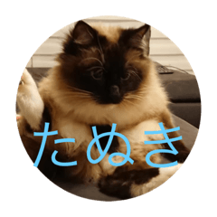 tanuki_20201210124859