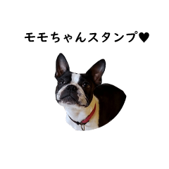 Im momo from the Boston Terrier