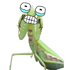 Doodle on the face of a mantis3-BIG