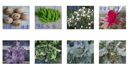 Han Cheng Park