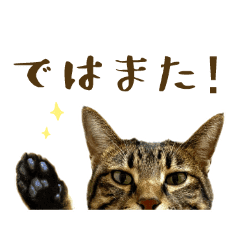 キジトラ猫の大人敬語スタンプ2 Line スタンプ Line Store キジトラ猫の大人敬語スタンプ2 Line スタンプ Line Store