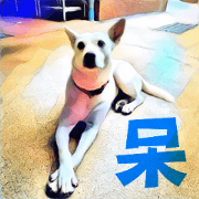 White Dog XD