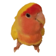 Love bird photo