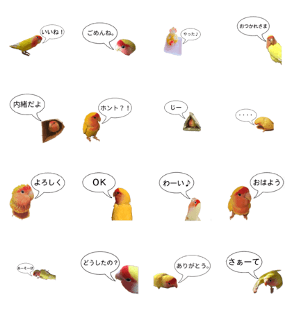 Love bird photo