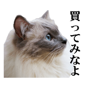 Beautiful and lovely cats sticker