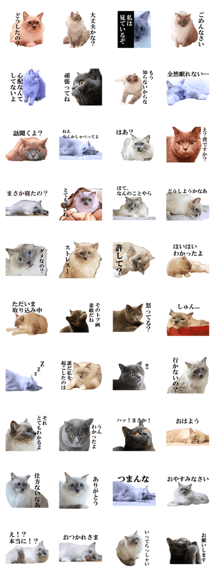 Beautiful and lovely cats sticker