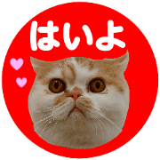 all cat photo sticker1