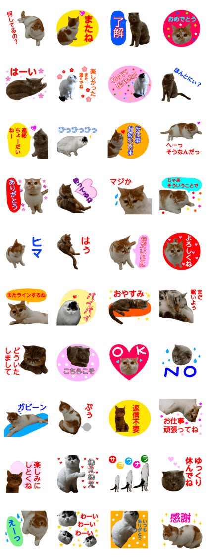 all cat photo sticker1