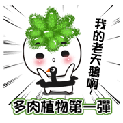 succulent plant NO.1
