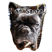 English speaking French bulldog.