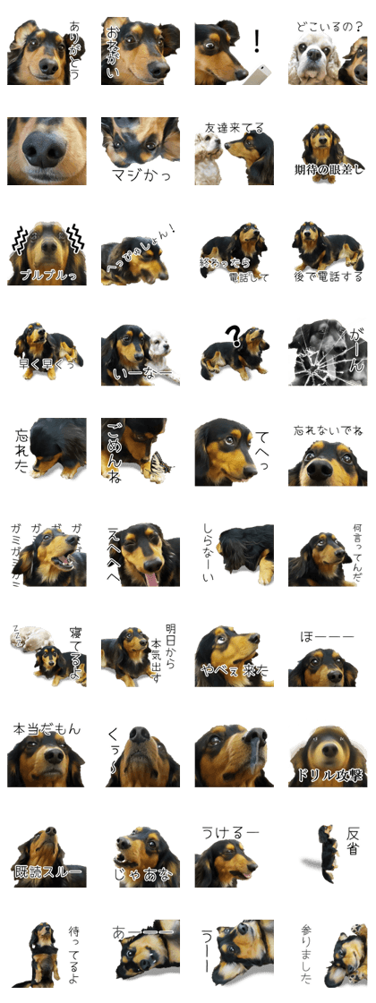 Maro-chan of miniature dachshund 2