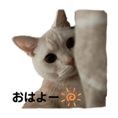 wasabi_20201211005544