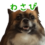 wasabi pet