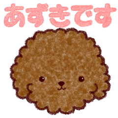 I am Azuki from Toy Poodle.