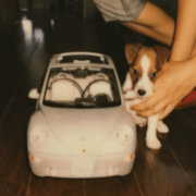 JACK RUSSELL TERRIER an