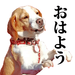Beagle dog Yuki-chan