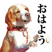 Beagle dog Yuki-chan