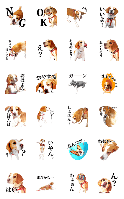 Beagle dog Yuki-chan