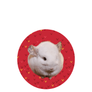 white chinchilla taneko