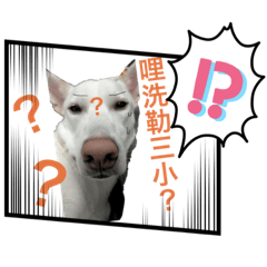 白犬敗家族