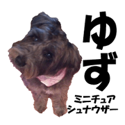 schnauzer yuzu. japanese.