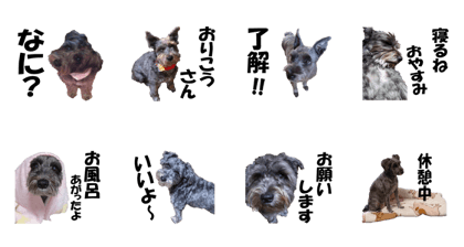 schnauzer yuzu. japanese.