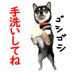 SHIBA INU-SORATO 4