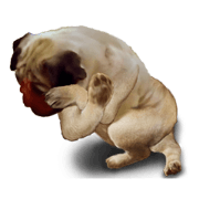Clever pug