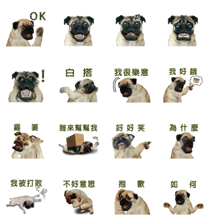 Clever pug