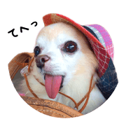 Cute dogs&cats2