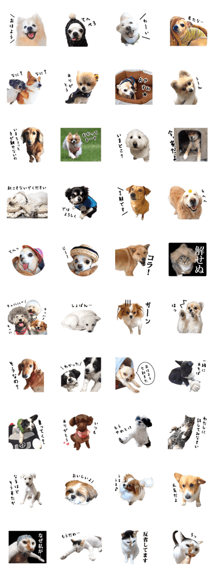 Cute dogs&cats2