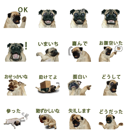 Clever pug (Japanese)