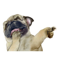 Clever pug(English)