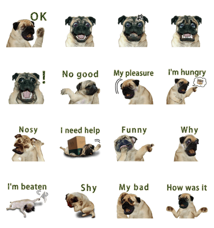 Clever pug(English)