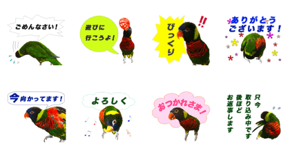Rainbow lorikeet Stickers2.